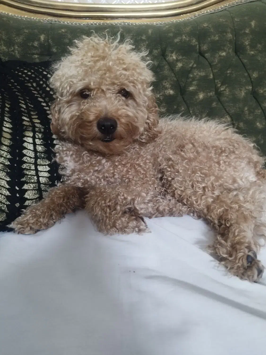 سگ پودل|سگ|مشهد, هنرور|دیوار