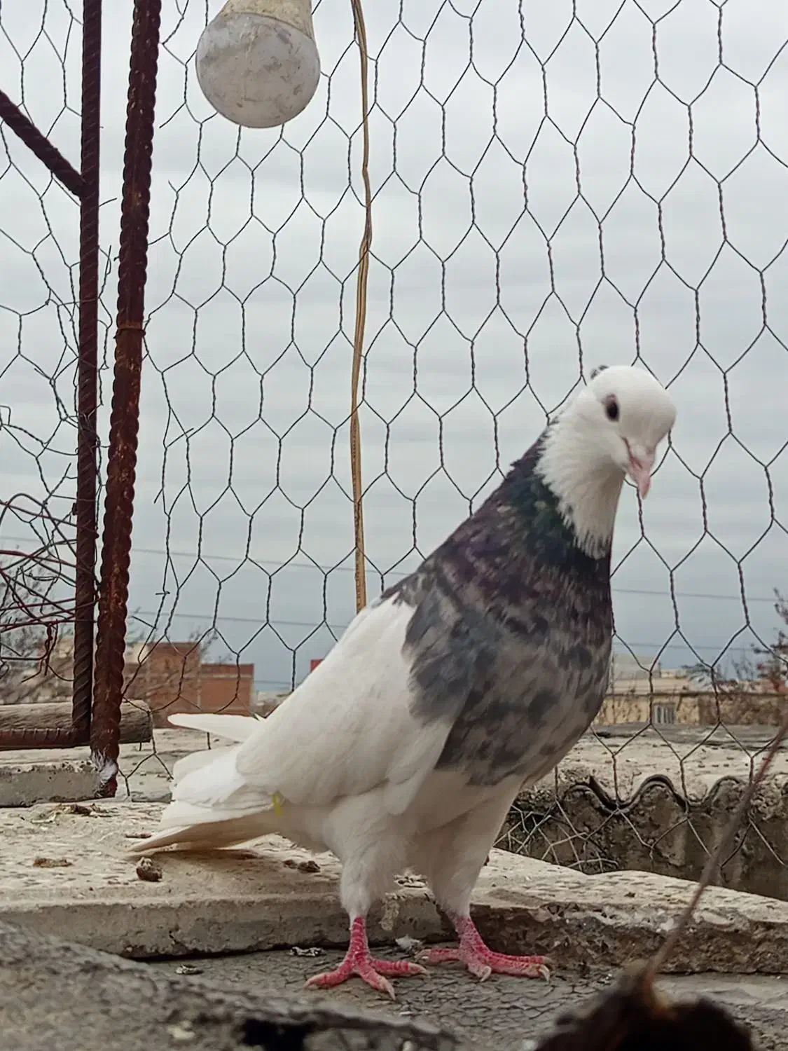 کبوتر طوقی|حیوانات|گنبد کاووس, |دیوار