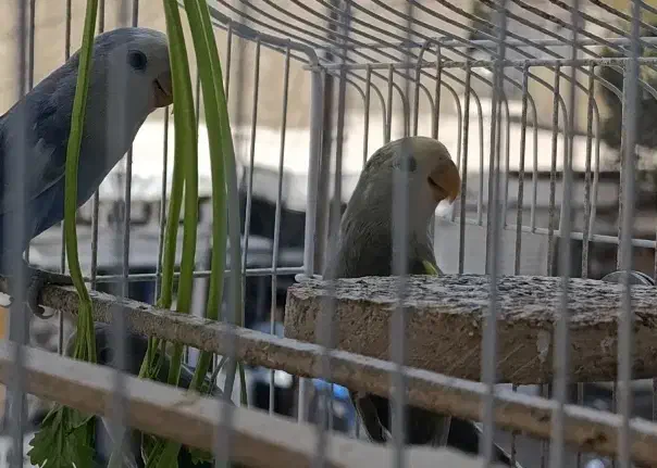 طوطی برزیلی|پرنده|همدان, |دیوار