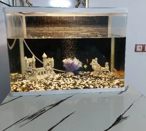 آکواریوم|ماهی|خرم‌آباد, |دیوار