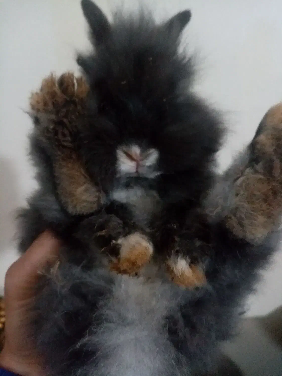 بچه خرگوش لوپ بلو|موش و خرگوش|قزوین, |دیوار