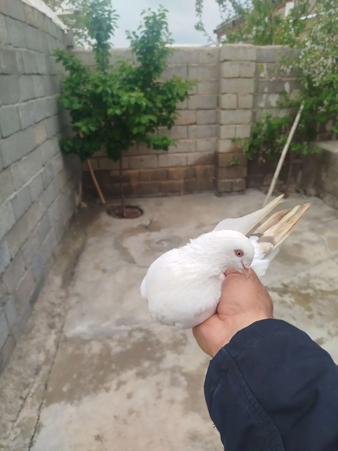 دوعدد نر|پرنده|مهاباد (آذربایجان غربی), |دیوار