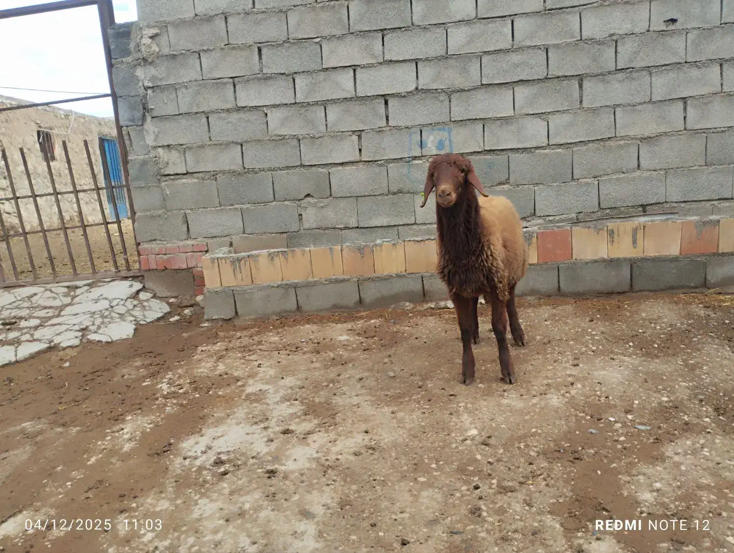 «بره قوچ هترو»|حیوانات مزرعه|بجنورد, |دیوار