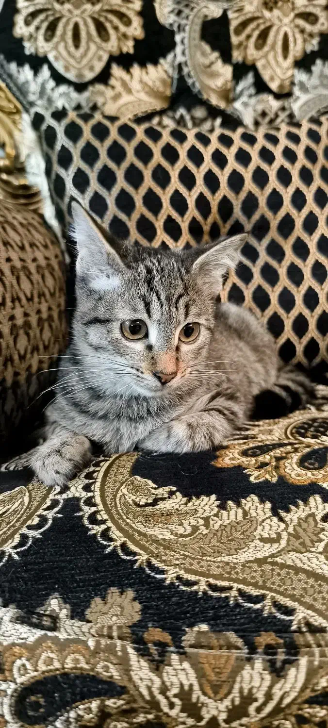 واگذاری بچه گربه‌ی ببری|گربه|رشت, منظریه|دیوار