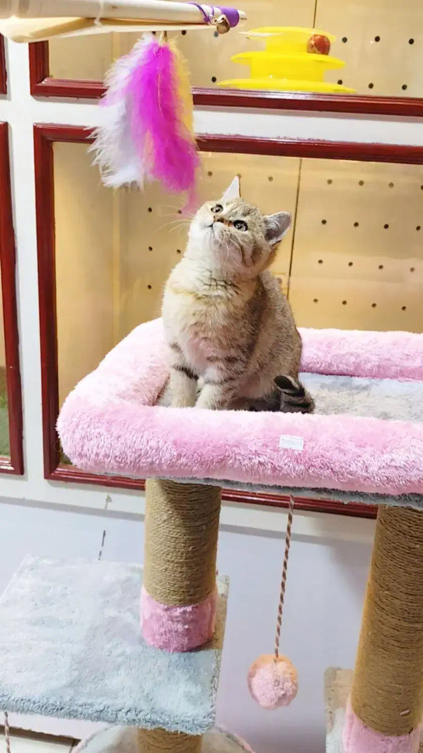 توله گربه بیریتیش گلد|گربه|اندیشه, اندیشه فاز ۱|دیوار