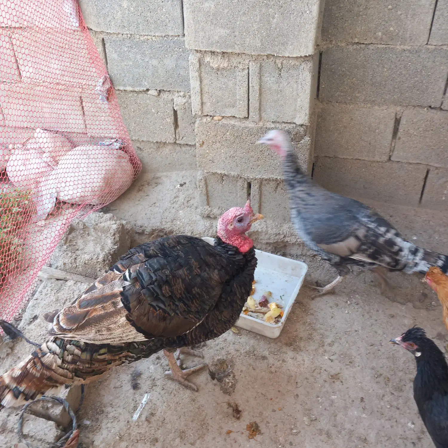 فروش بوقلمون|حیوانات مزرعه|دهدشت, |دیوار