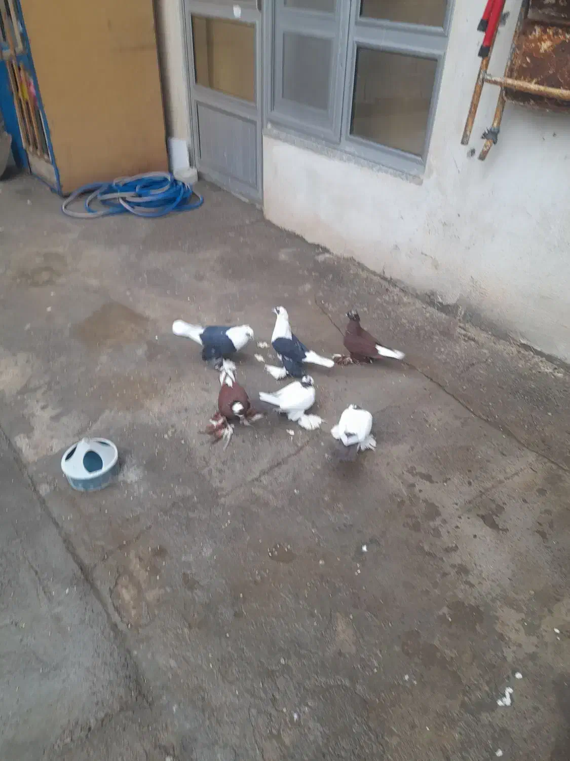 کبوتر|پرنده|تبریز, |دیوار