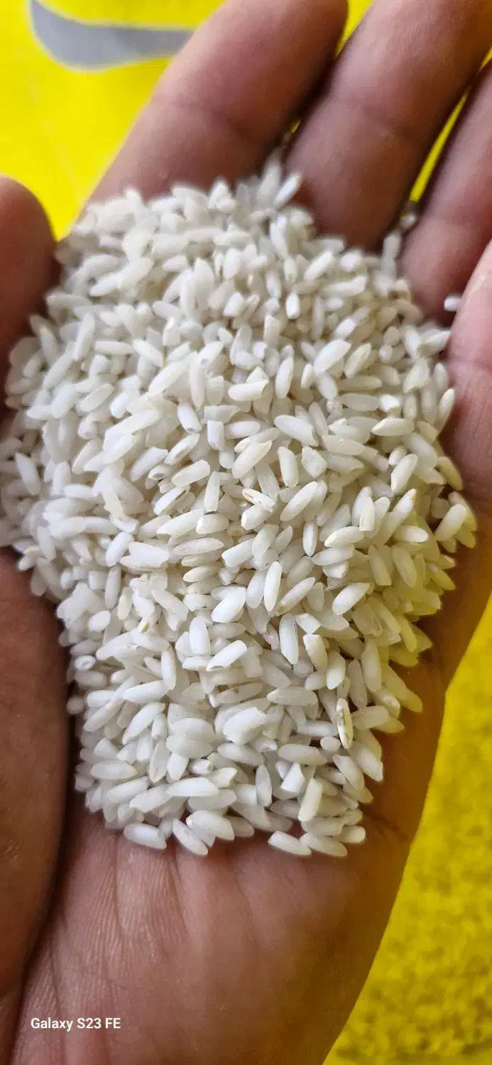 برنج عنبر بو|عمدهفروشی|باوی, |دیوار