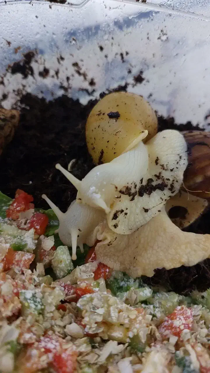 واگذاری حلزون های آچاتینا|خزنده|قم, تولید دارو و یخچال|دیوار