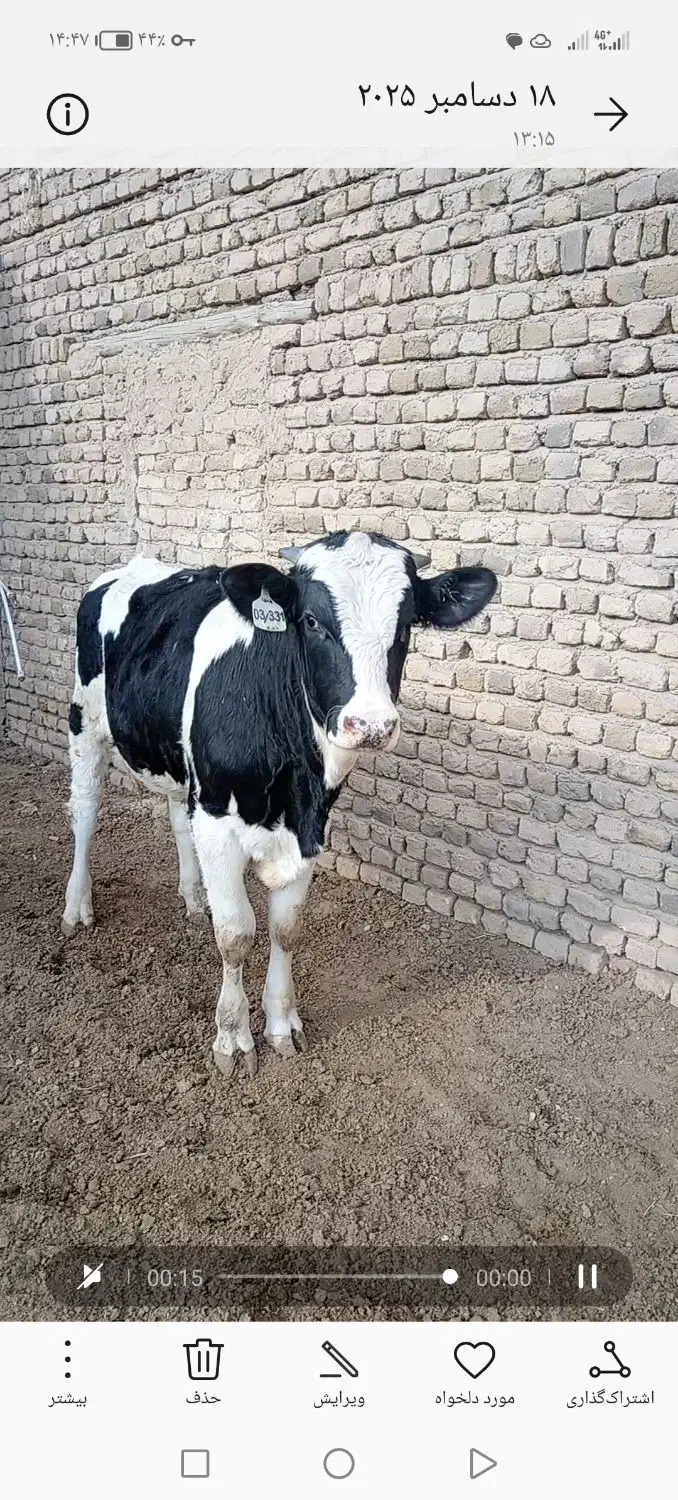 دوراس گوساله نر فروشی فوری فوری|حیوانات مزرعه|تهران, نصرت|دیوار