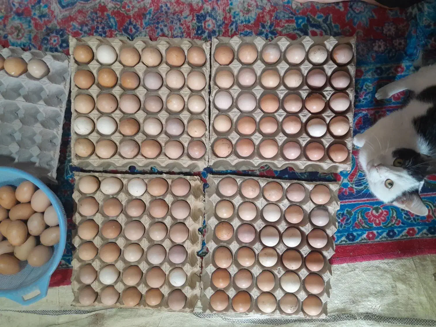 تخم مرغ محلی|خوردنی و آشامیدنی|عجب شیر, |دیوار