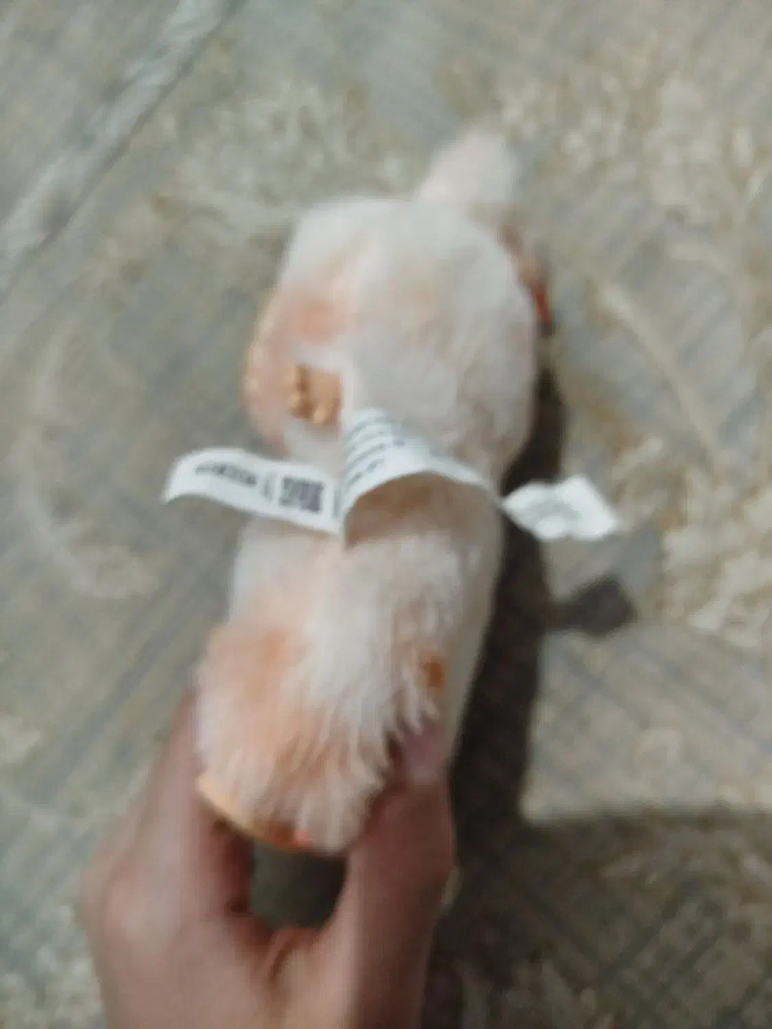 لبوبو|اسباببازی|برازجان, |دیوار