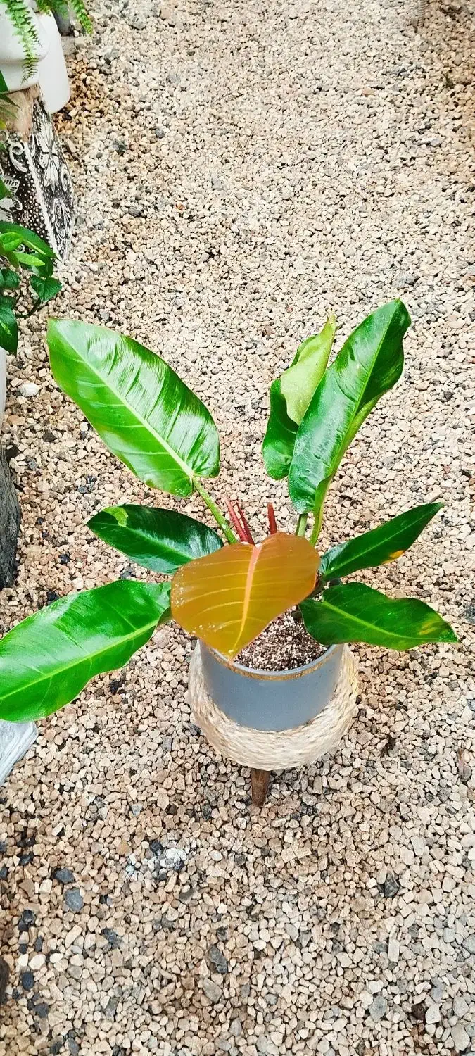 تخفیف ویژه روز مادر|گل و گیاه طبیعی|شاهینشهر, شهرک ردانی پور|دیوار