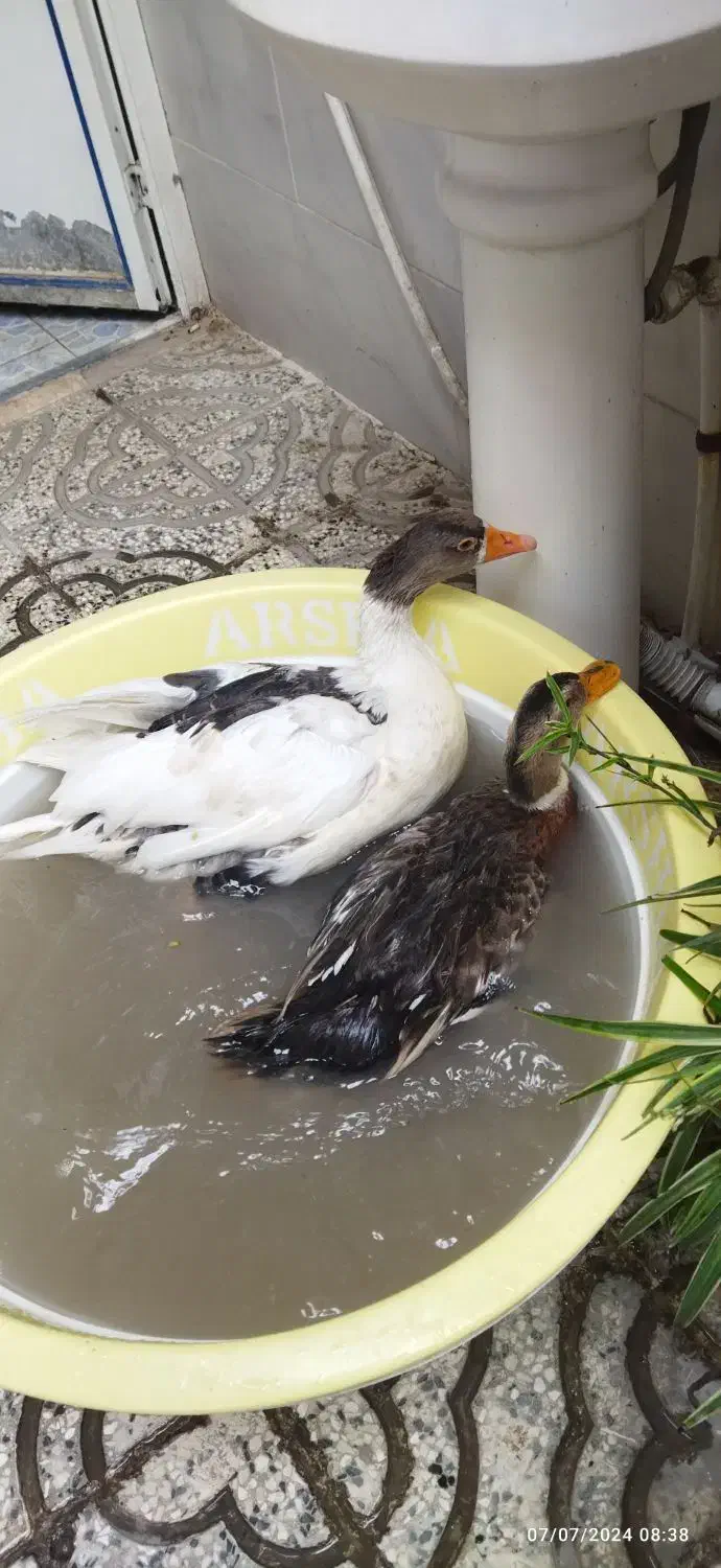 غاز ماده تخم گذار کرچ میشه|حیوانات مزرعه|قرچک, باقرآباد|دیوار