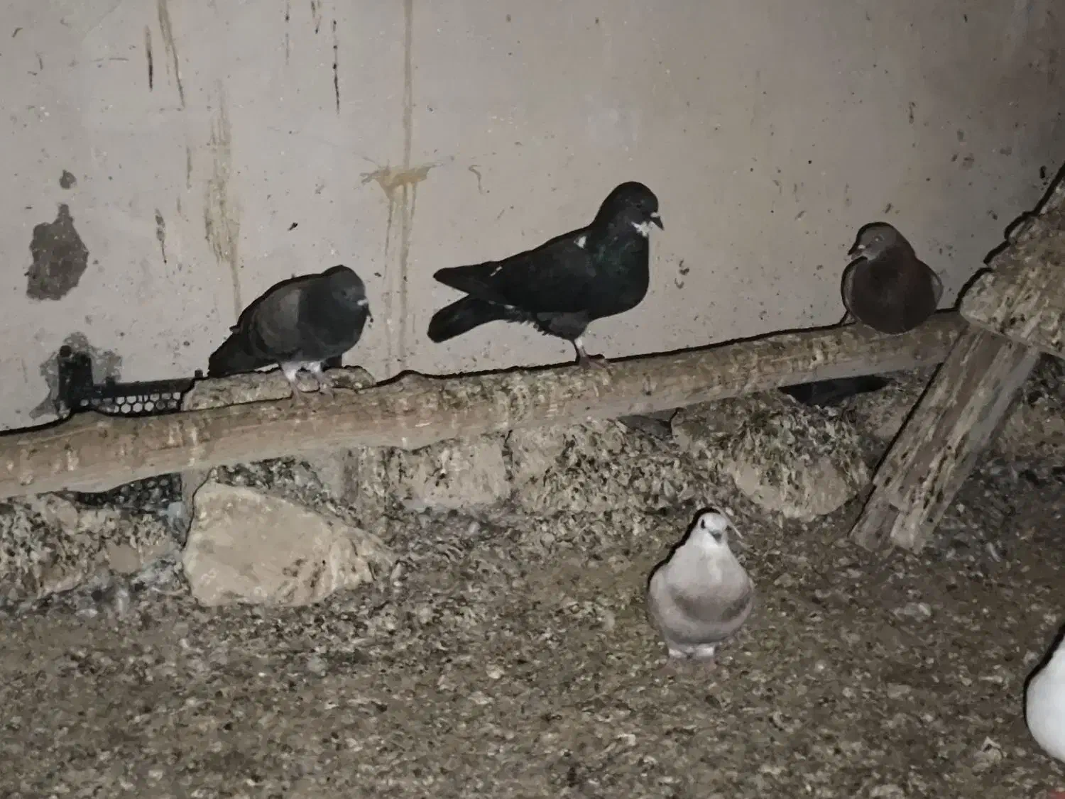 فروش ۱۵ عدد کبوتر خوب جفت ۳۰۰ تومان|پرنده|کاکی, |دیوار