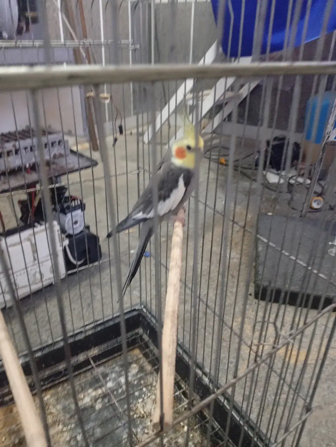 فروش عروس هلندی|پرنده|ساری, |دیوار