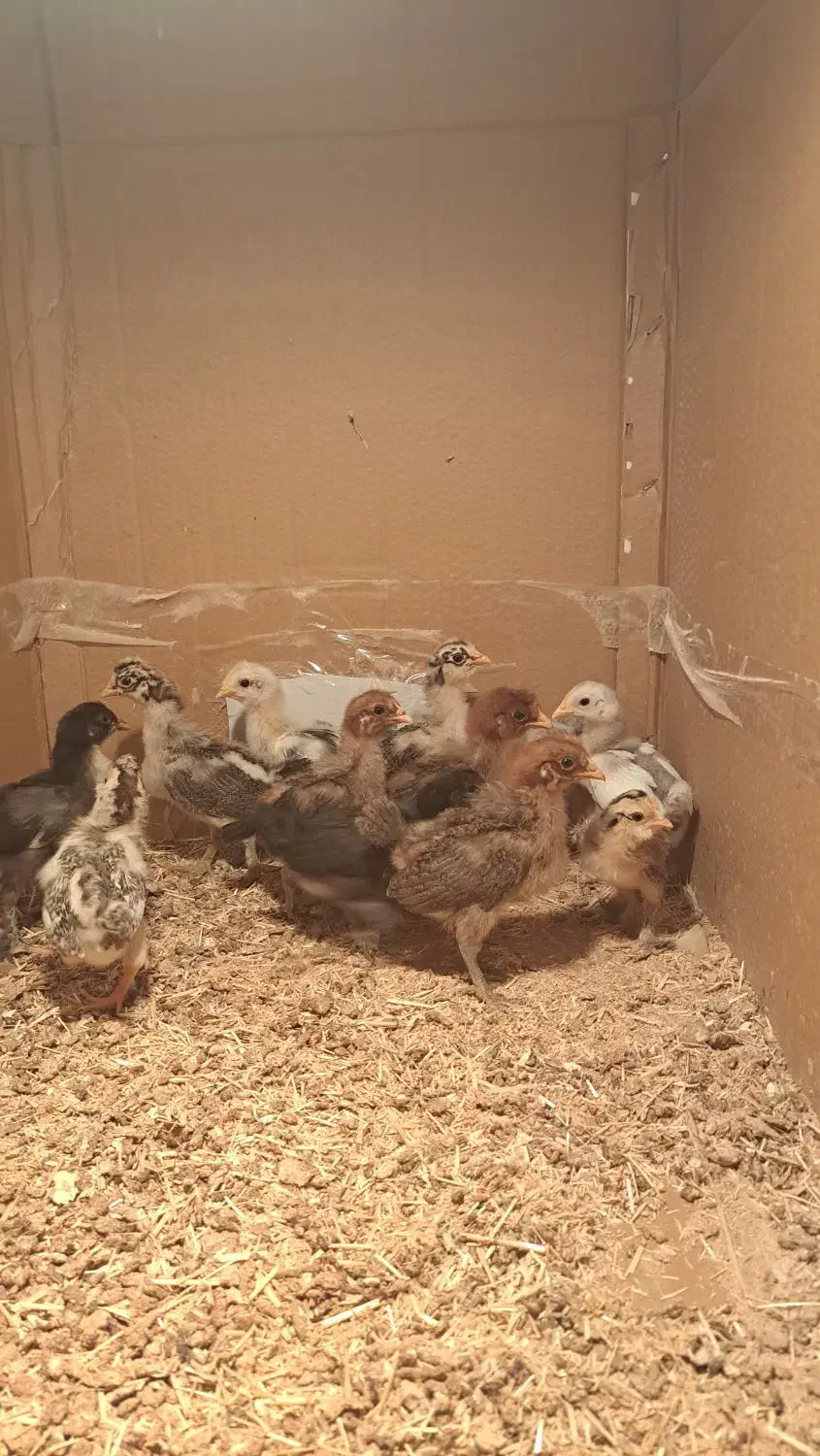 دستگاه جوجه کشی ققنوس|لوازم جانبی حیوانات|شیراز, میرزاکوچک خان|دیوار