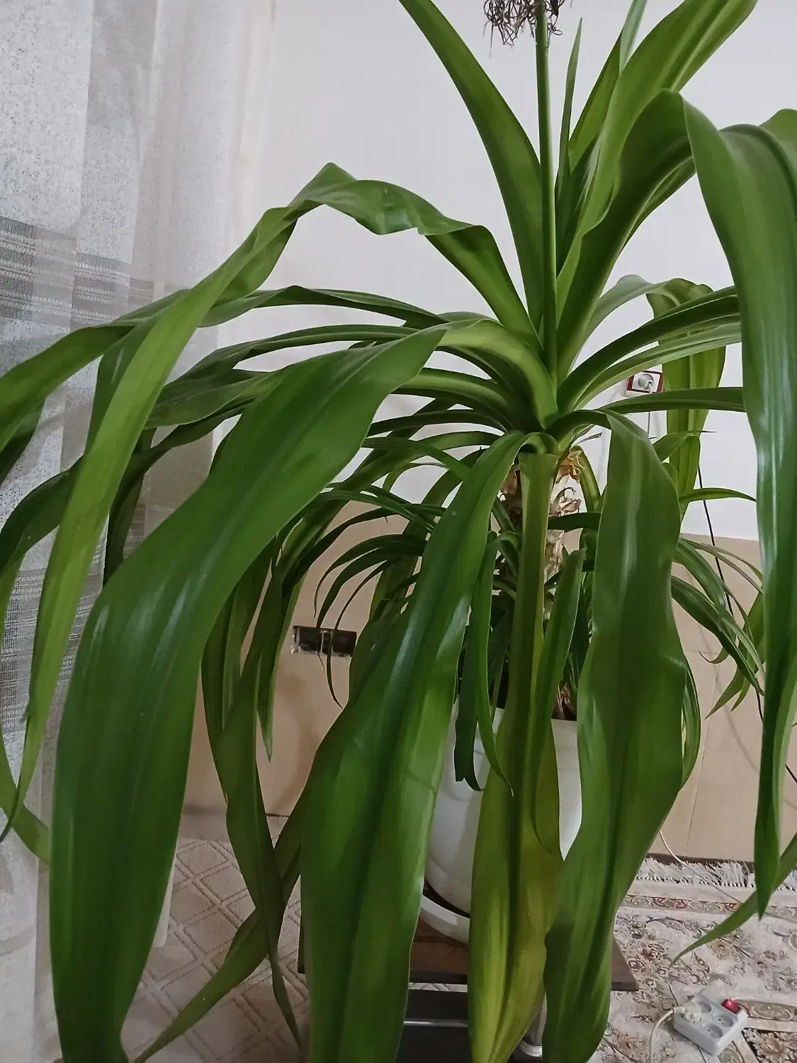 گل مادر|گل و گیاه طبیعی|شیراز, محراب|دیوار