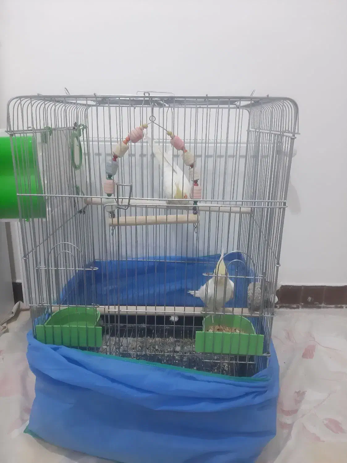 دو عدد عروس هلندی به همراه وسایل|پرنده|گلپایگان, |دیوار