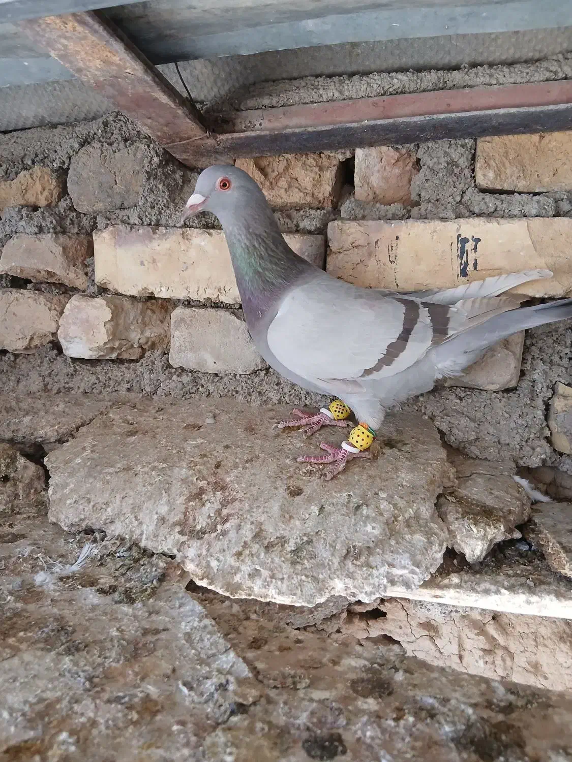 پرنده|پرنده|بوئین زهرا, |دیوار