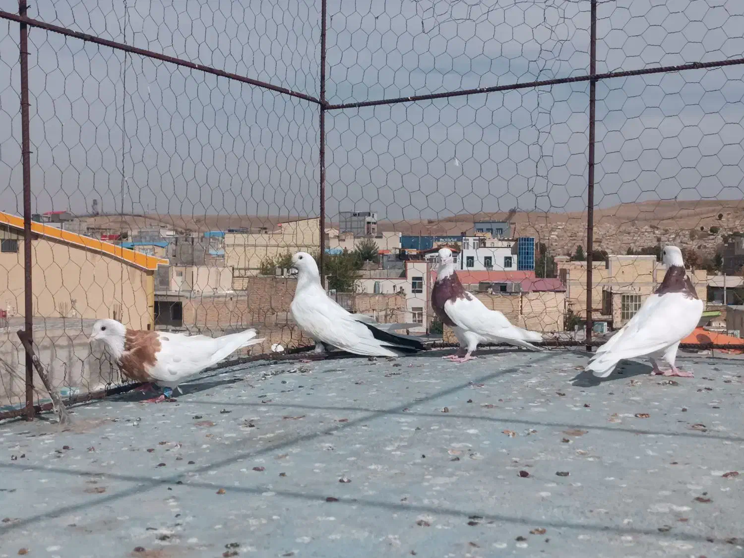 طوقی و دمسیاه ماده|پرنده|میانه, |دیوار