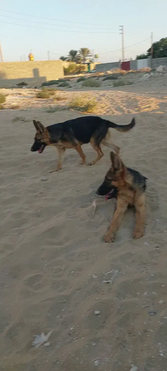 سگ ژرمن|سگ|بوشهر, |دیوار