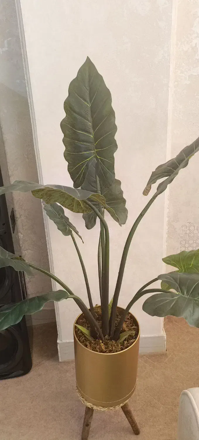 درختچه بابا آدم مصنوعی|گل مصنوعی|زنجان, |دیوار