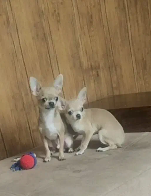 چیواوا|سگ|بومهن, |دیوار