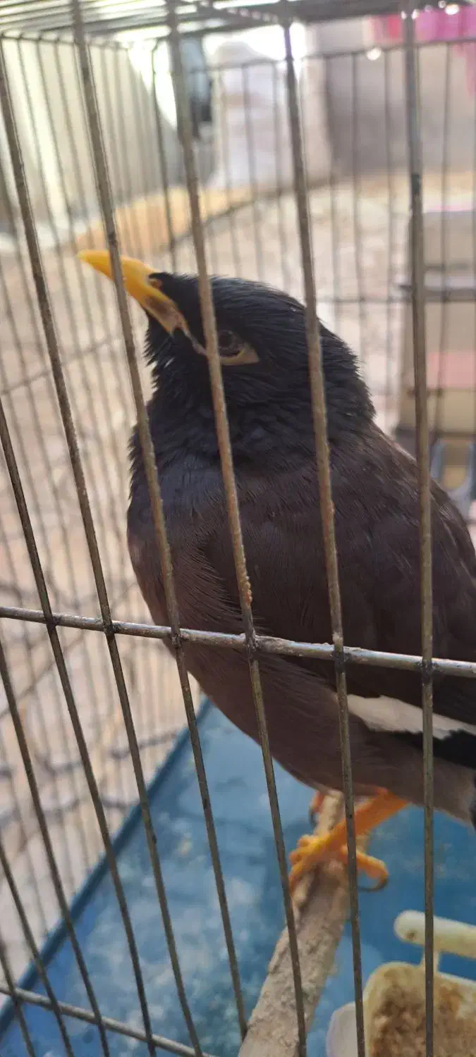 مرغ مینا|پرنده|ایلام, |دیوار