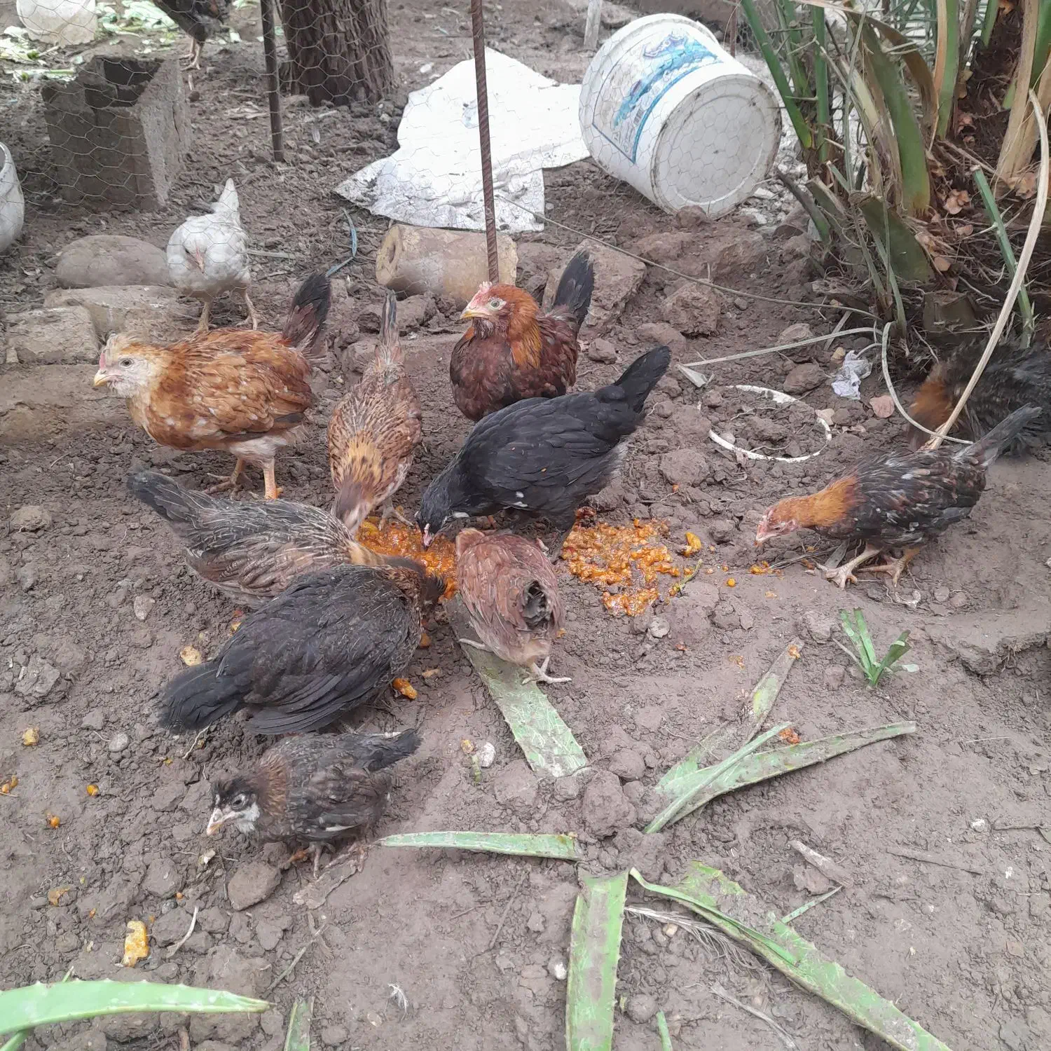 مرع.خروس.نیمچه|حیوانات مزرعه|اهواز, کیانپارس |دیوار