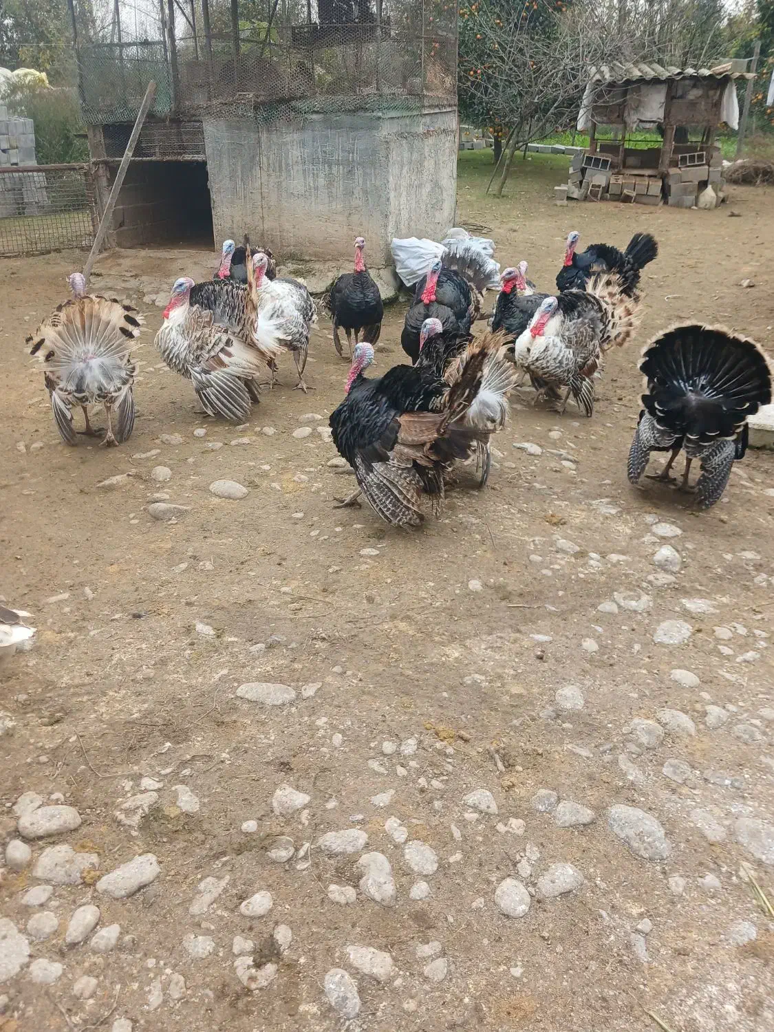 بوقلمون نر بالغ گوشتی|حیوانات مزرعه|گلوگاه بابل (گلیا), |دیوار