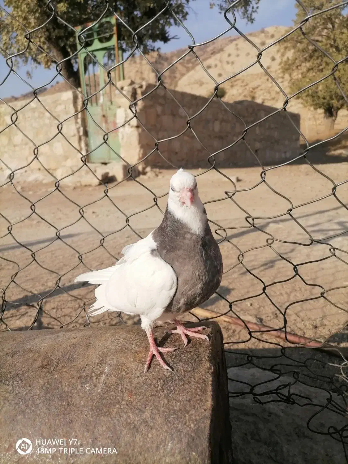 تیله سرکه ای|پرنده|دهدشت, |دیوار