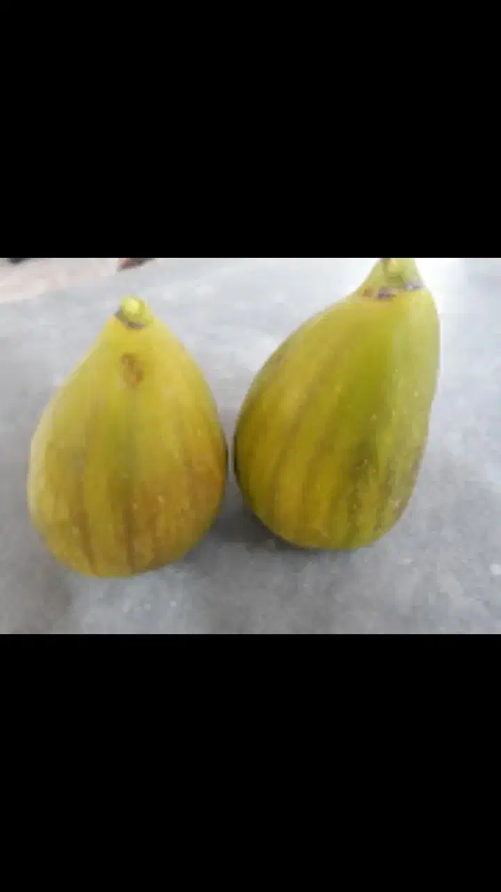 نهال انجیر گلابی وانگور بیدانه سفید|خدمات باغبانی و درختکاری|محمدیه-قزوین, |دیوار