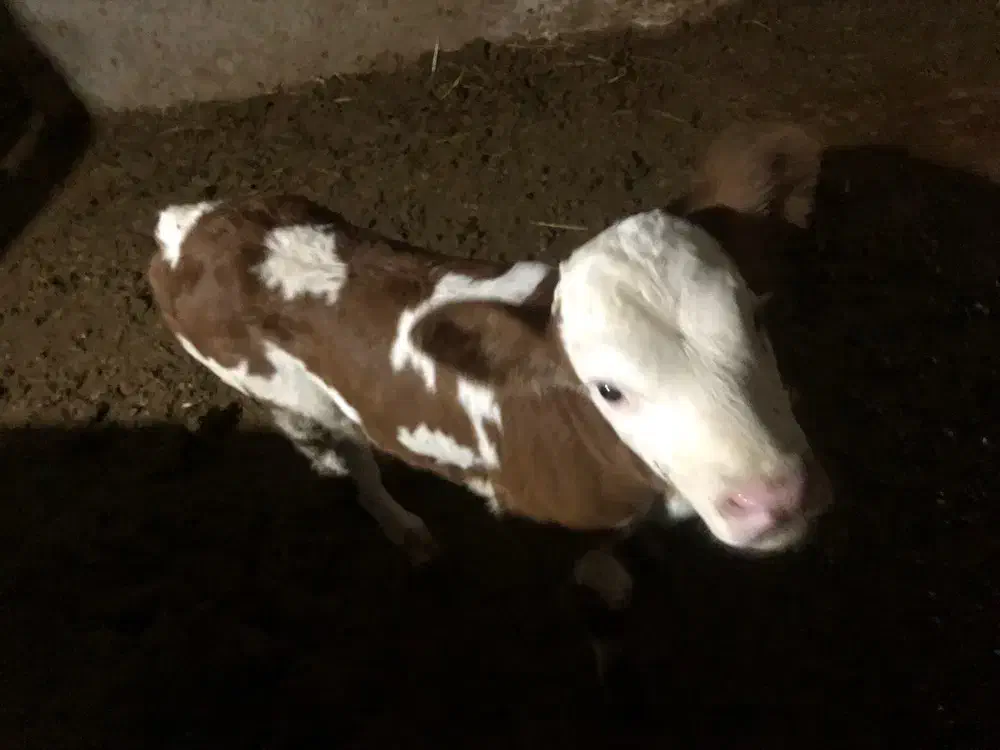 گاو گوساله|حیوانات مزرعه|گرمخان, |دیوار