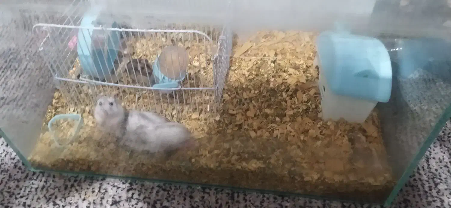 همستر عمده وتک فروشی|موش و خرگوش|تهران, خواجه نصیر طوسی|دیوار