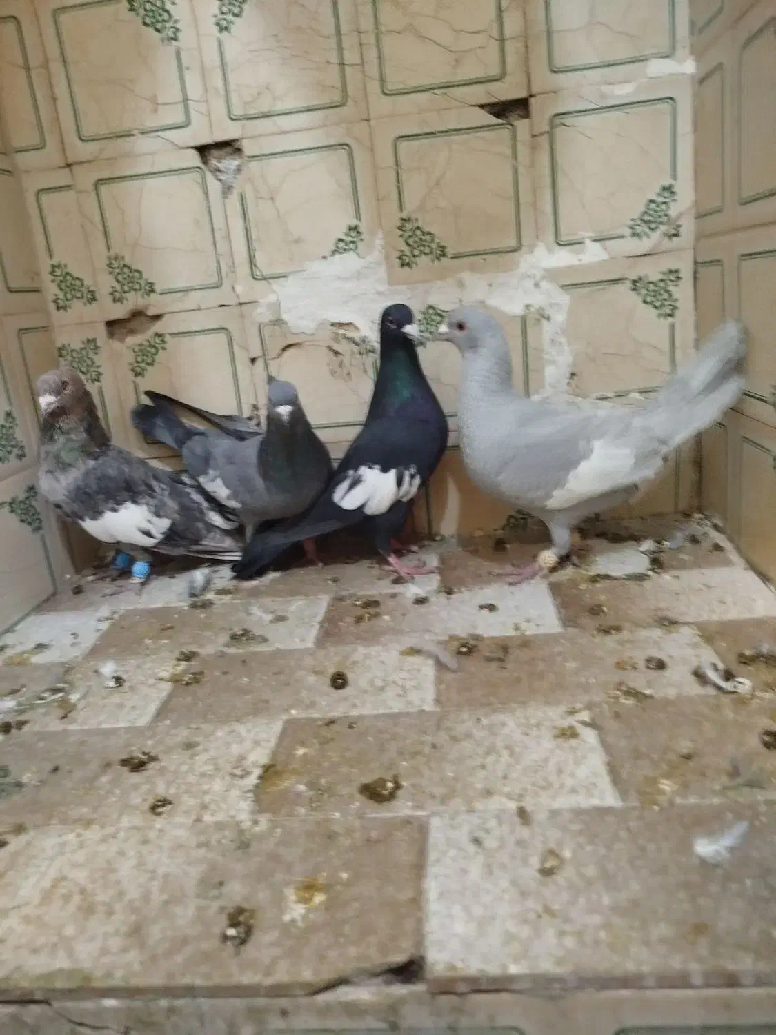 کفتر|پرنده|شیراز, لب آب|دیوار