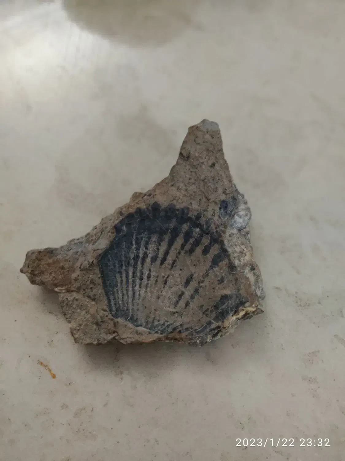 فسیل صدف|کلکسیون اشیاء عتیقه|یزد, |دیوار