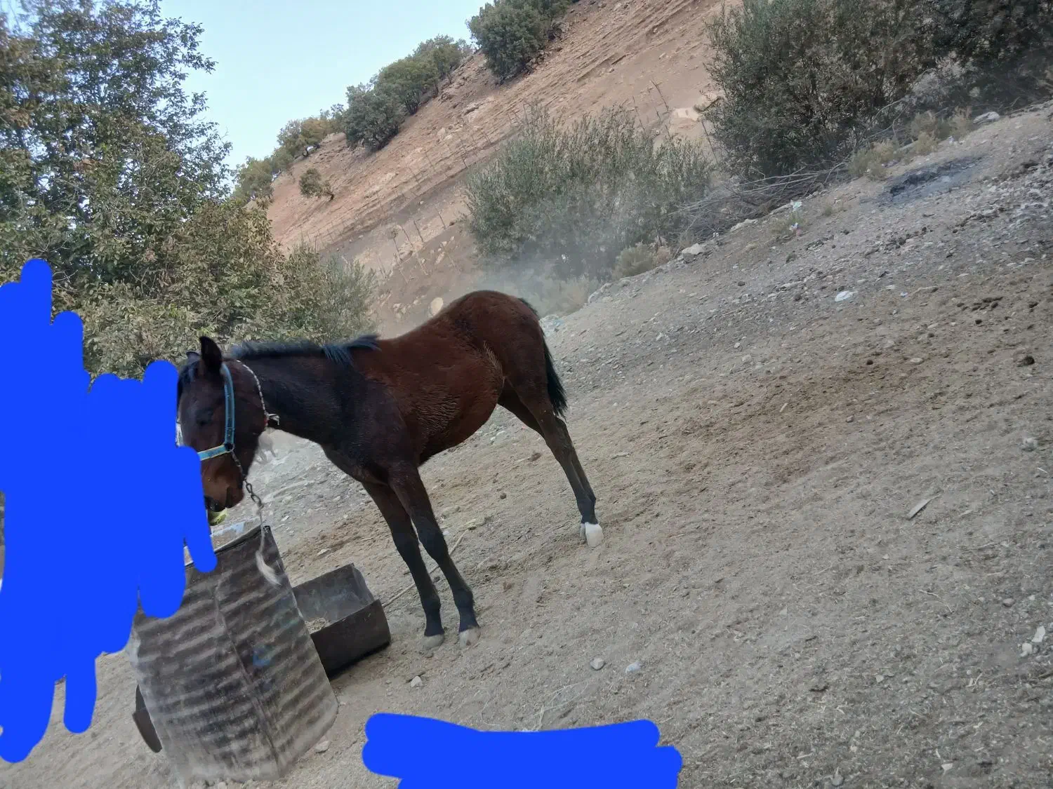 کره مادیون|اسب و تجهیزات اسب‌سواری|الشتر, |دیوار