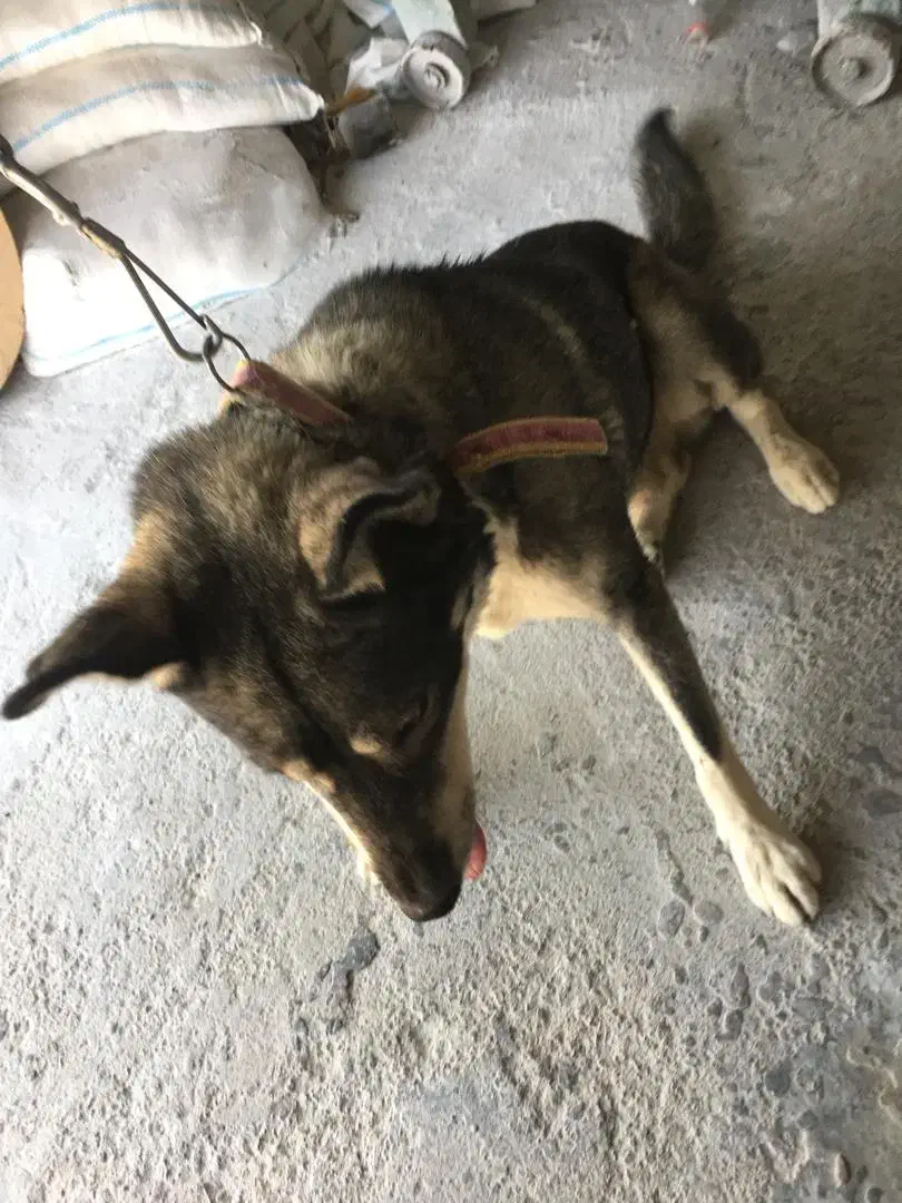 واگذاری سگ هاسکی|سگ|زرند, |دیوار