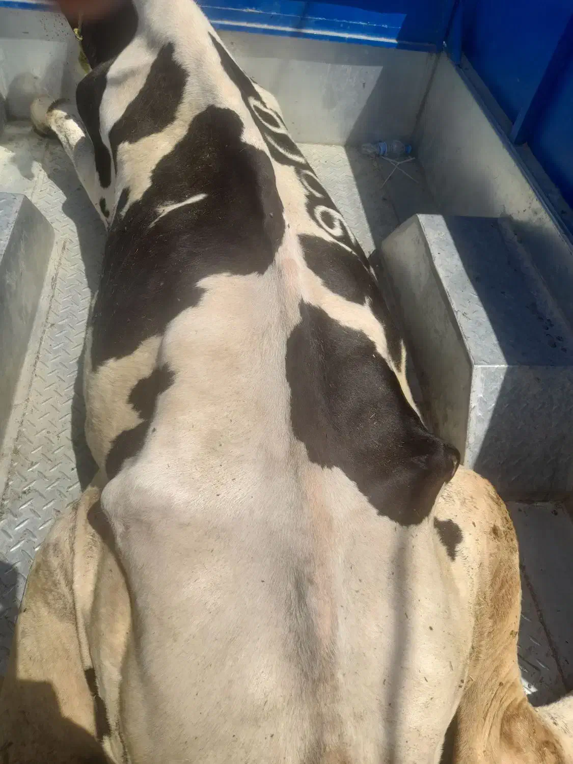 خرید فروش هر نوع گاو و گوساله افتاده پاشکسته قصر|حیوانات مزرعه|قیدار, |دیوار