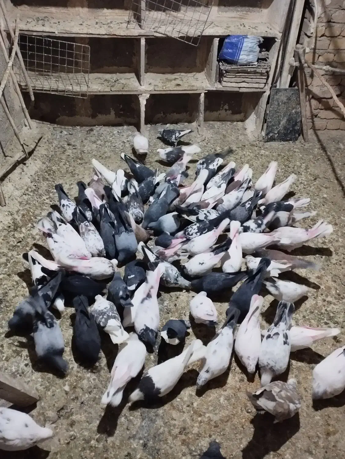 کبوتران پرشی رنگی|پرنده|هشتگرد, هشتگرد قدیم|دیوار