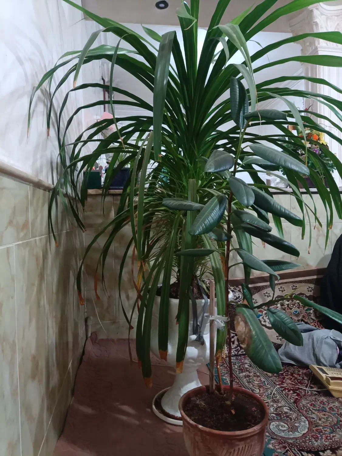 گل وگیاه|گل و گیاه طبیعی|نیشابور, مازول|دیوار