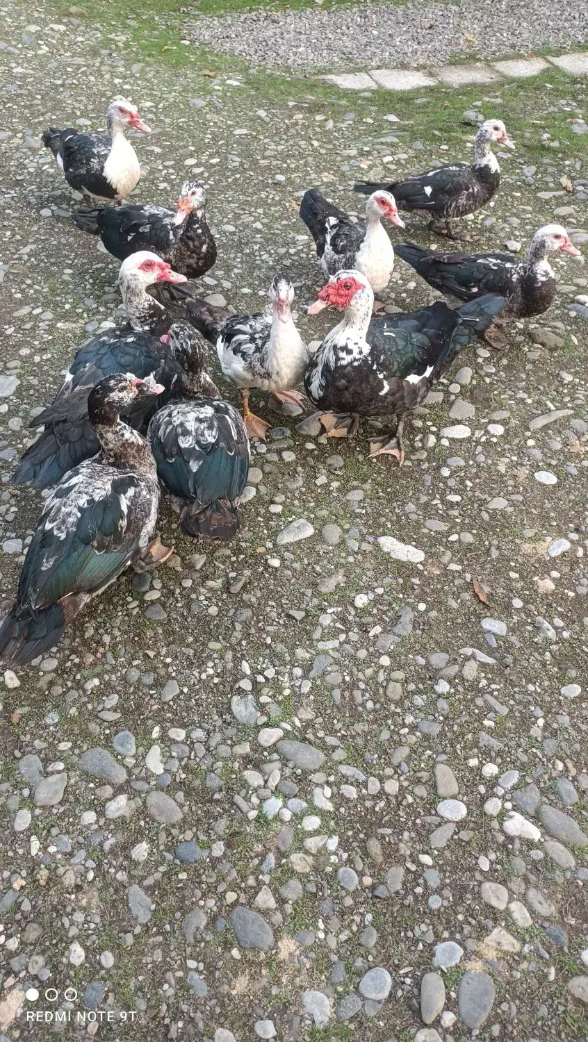 ۲۰ عدد اردک اسراییلی  سالم وسرحال بفروش میرسد|حیوانات مزرعه|رودسر, |دیوار