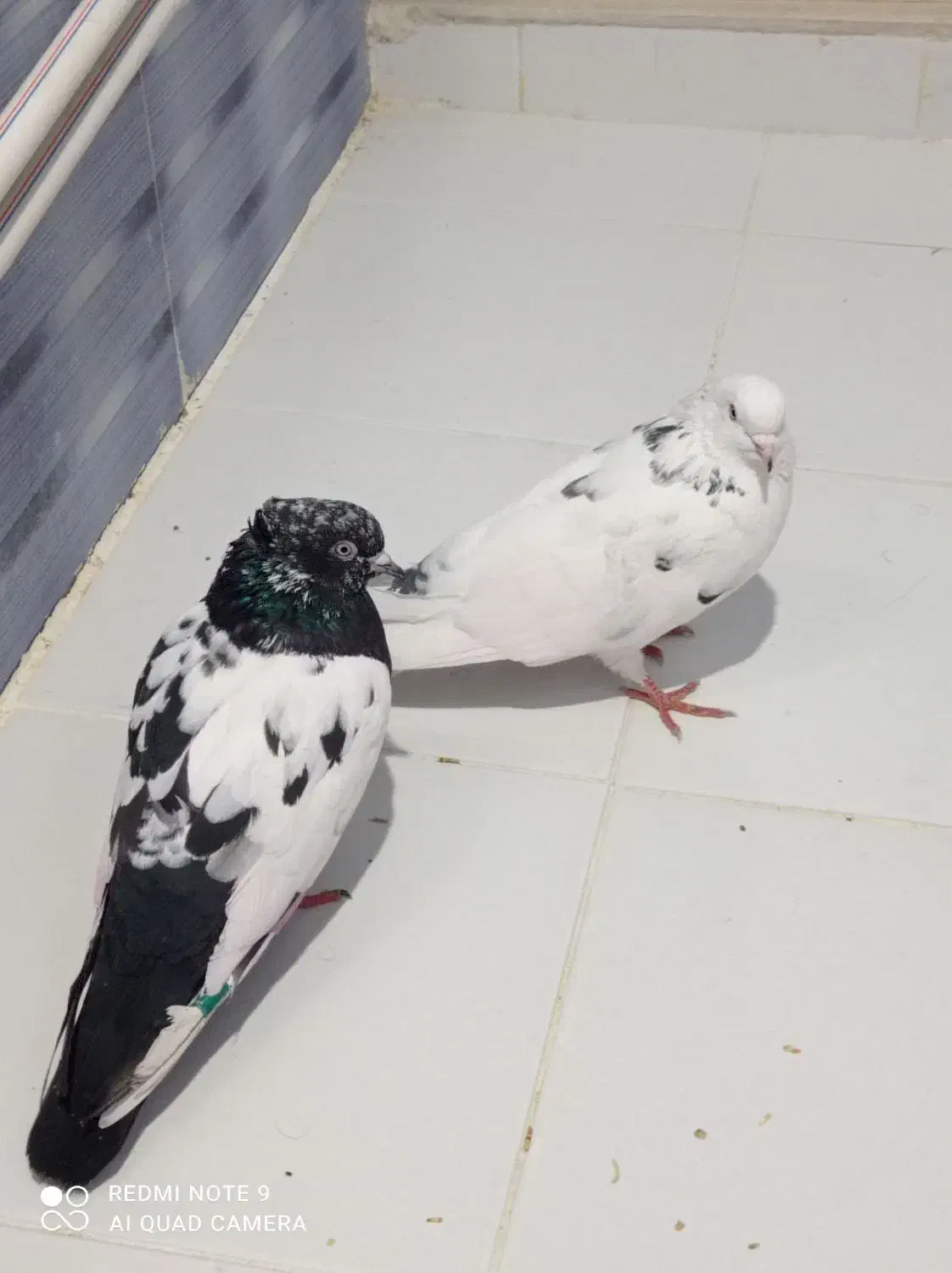 کبوتر اصل پروازی|پرنده|سیلوانه, |دیوار