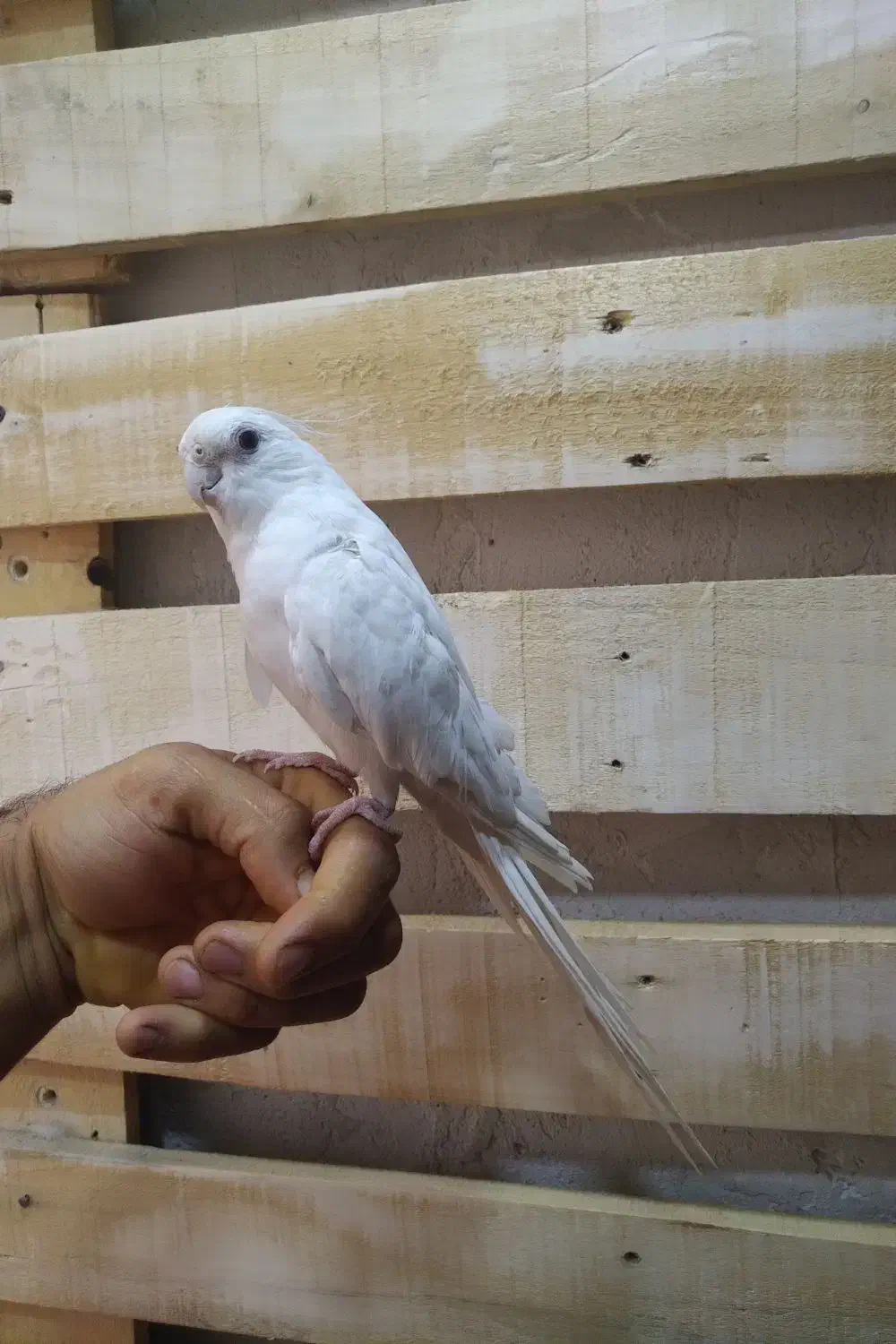 عروس هلندی نر آلبینو|پرنده|آران و بیدگل, |دیوار