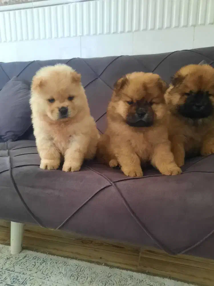 چاوچاو نرو ماده|سگ|رباطکریم, رباطکریم|دیوار