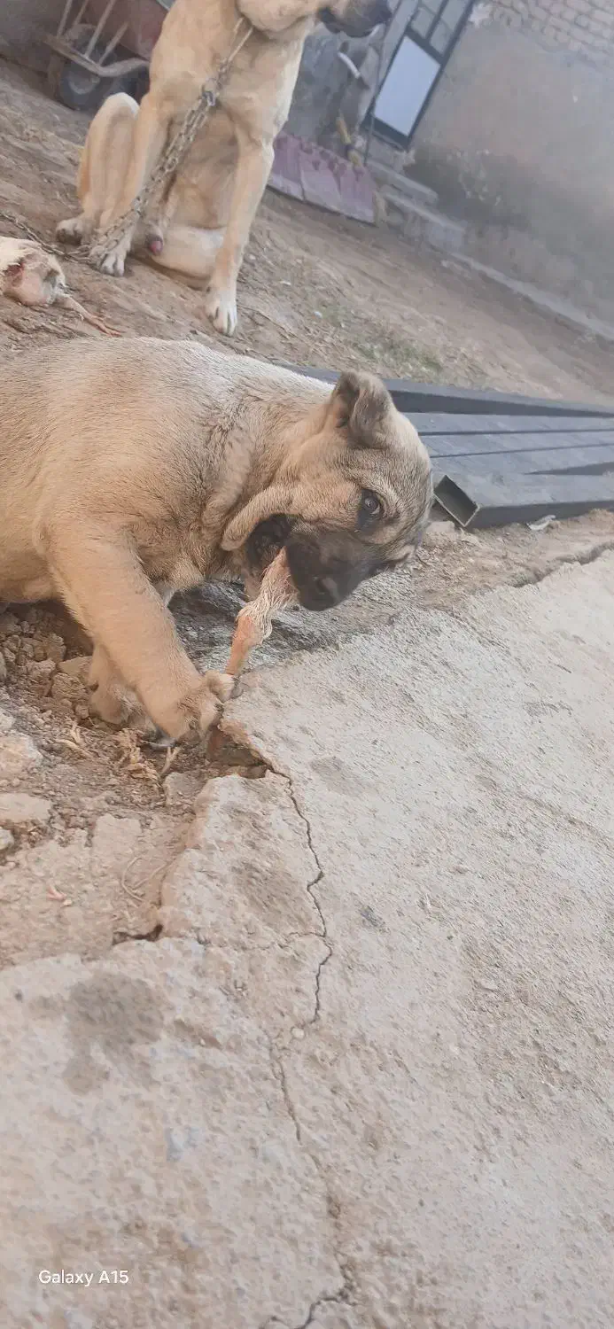 حیوانات|سگ|قزوین, |دیوار