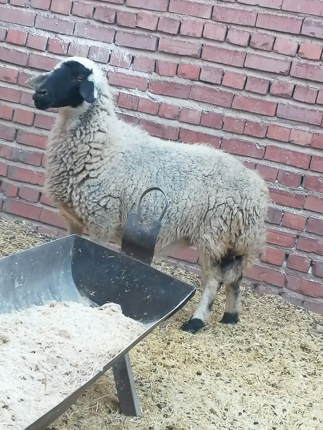 میش آبستن سنگین|حیوانات مزرعه|چترود, |دیوار