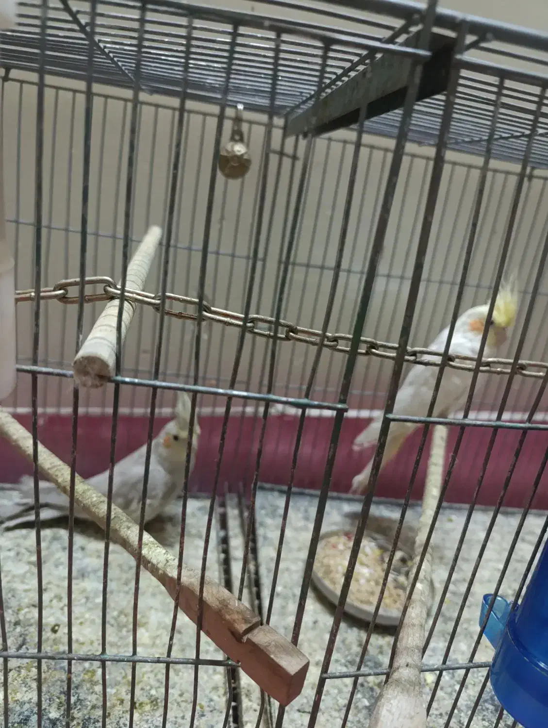 عروس هلندی|پرنده|خمینیشهر, |دیوار