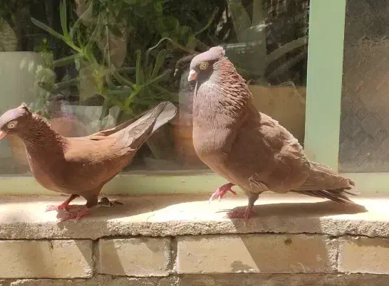 سرخ چش و نوک|پرنده|لنجان, |دیوار